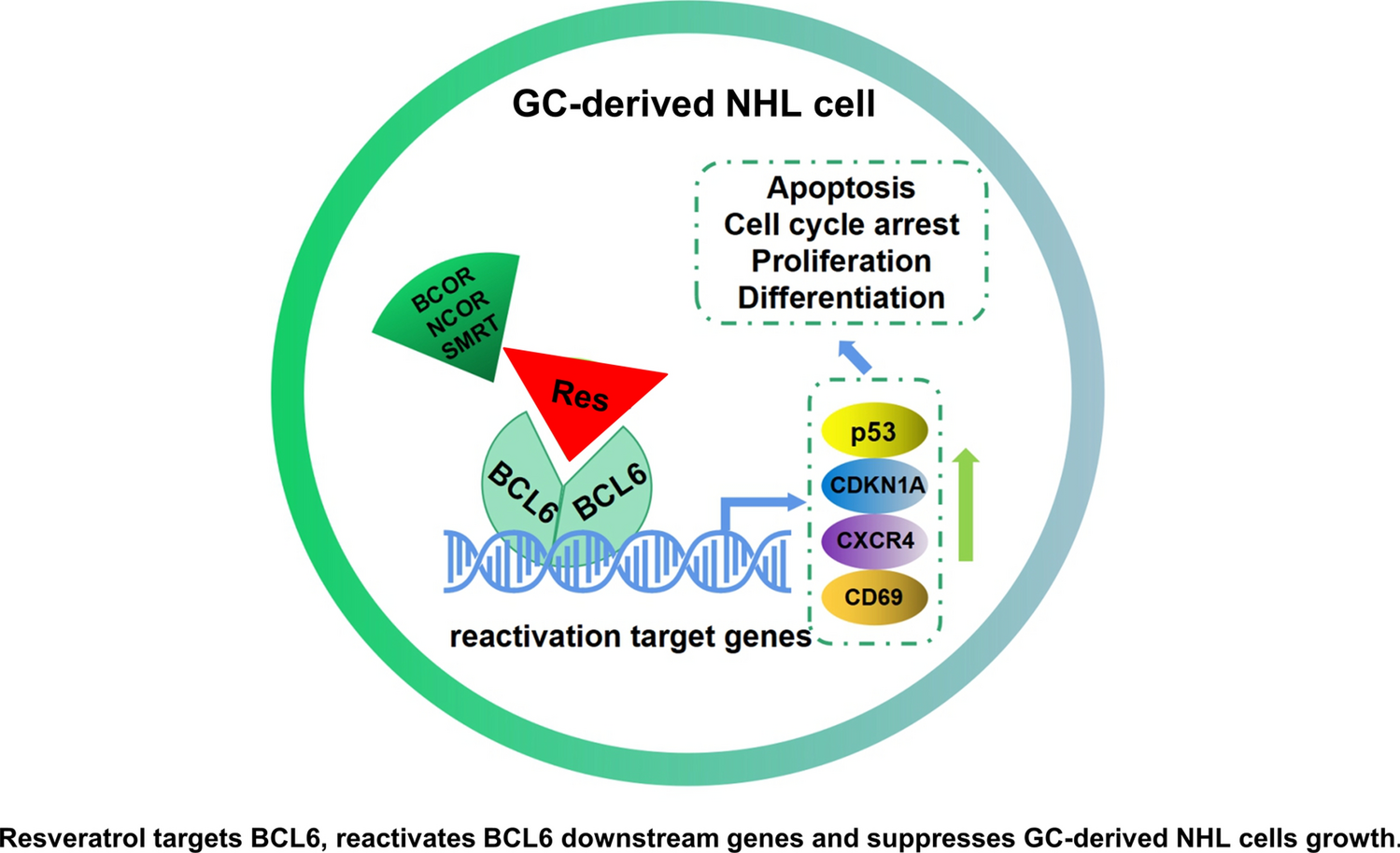 Resveratrol as a BCL6 natural inhibitor suppresses germinal center derived Non-Hodgkin lymphoma cells growth