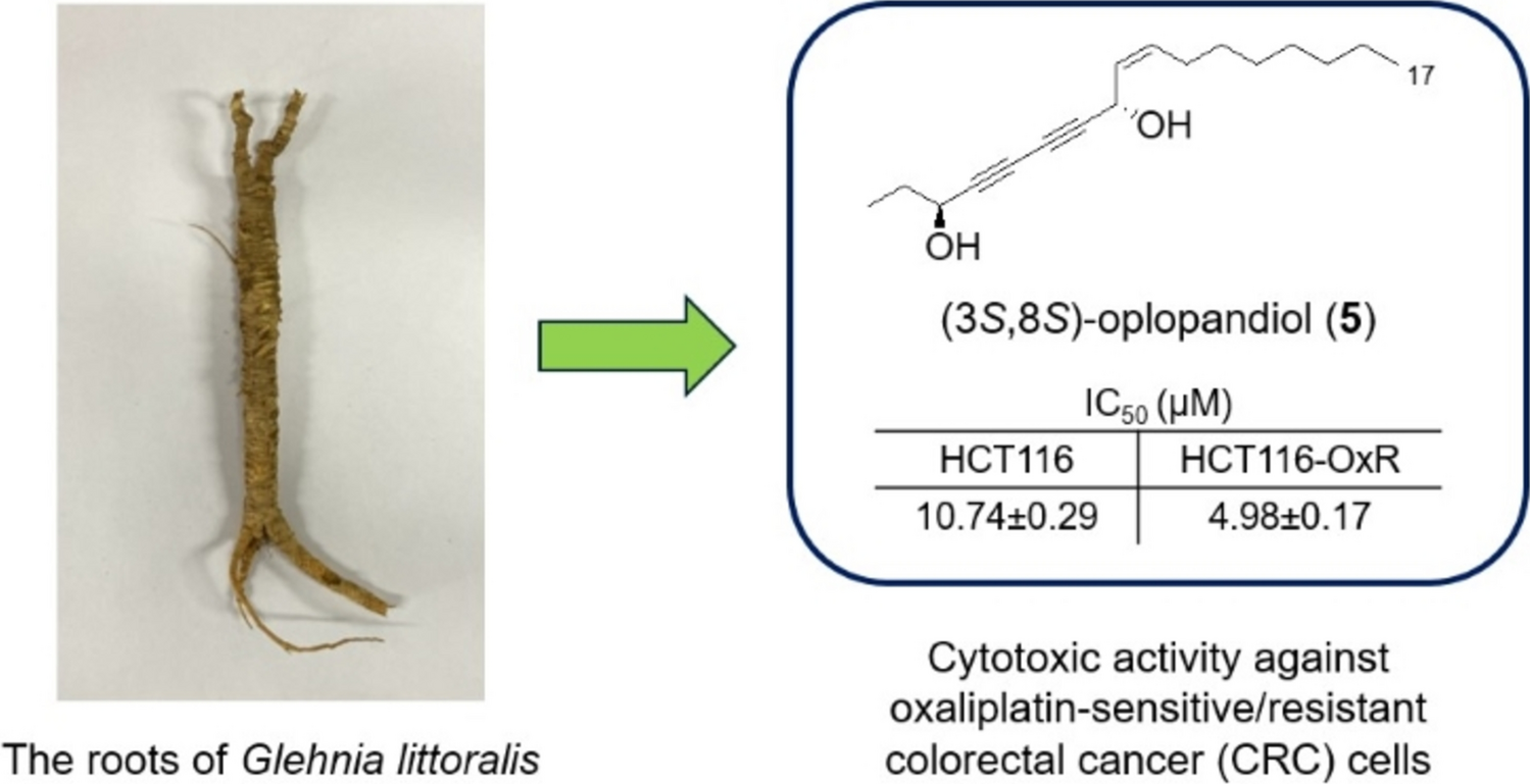 Cytotoxic activity of C17 polyacetylenes from the roots of Glehnia littoralis against drug-resistant colorectal and lung cancer cells