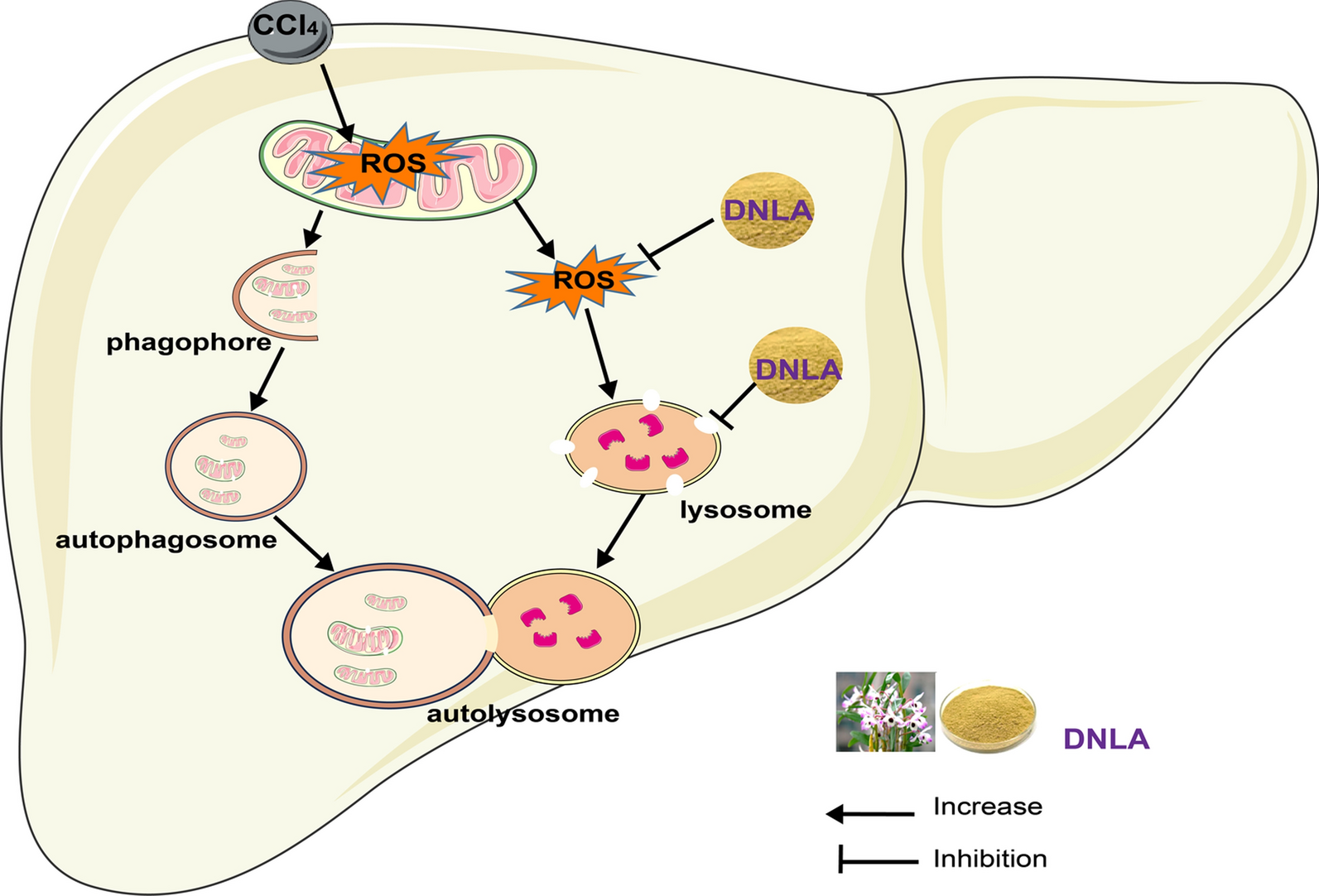 Dendrobium nobile Lindl. alkaloids protect CCl4-induced acute liver injury via upregulating LAMP1 expression and activating autophagy flux