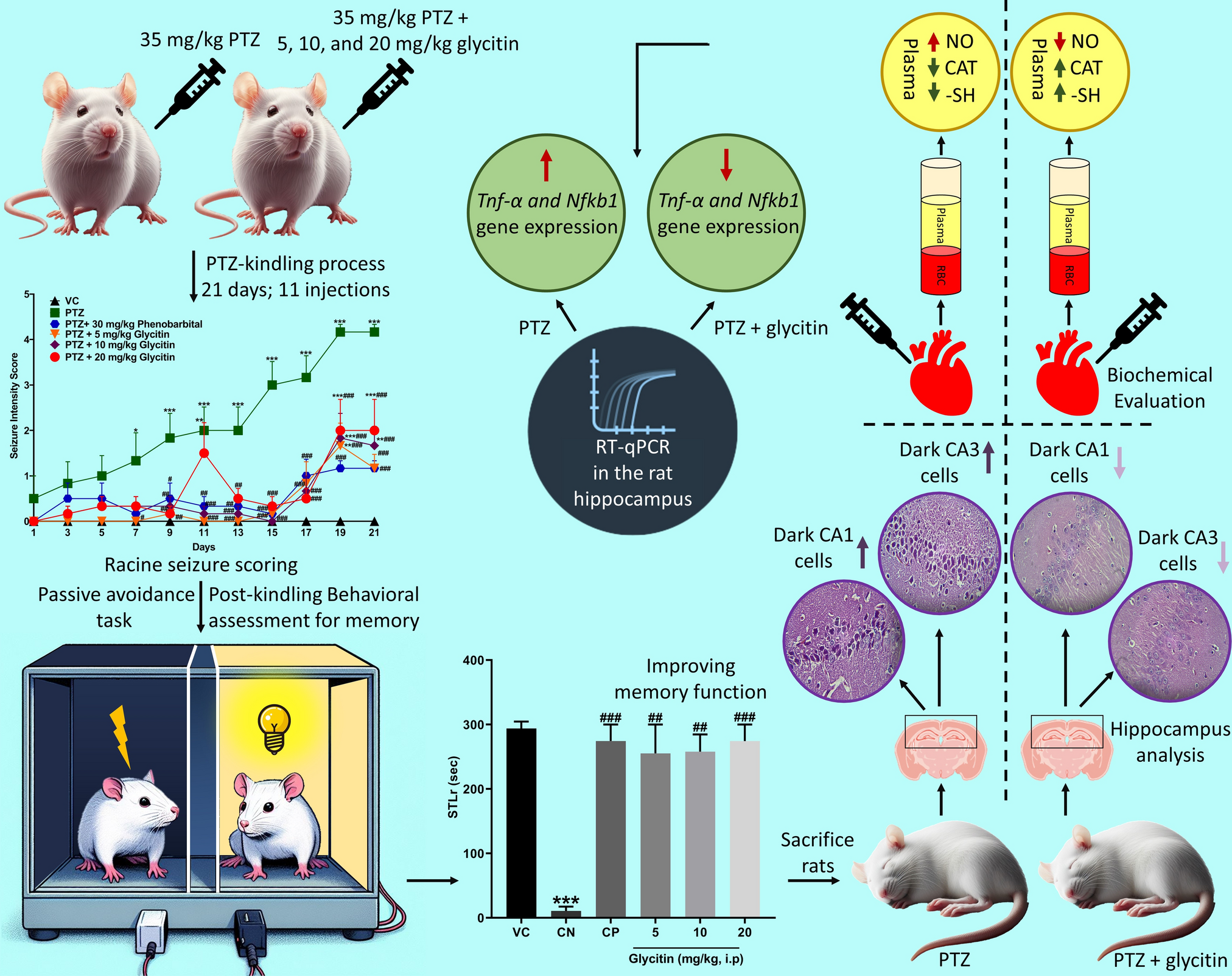 Neuroprotective impact of glycitin on memory impairment in a pentylenetetrazol-induced chronic epileptic rat model: insights into hippocampal histology, oxidative stress, and inflammation