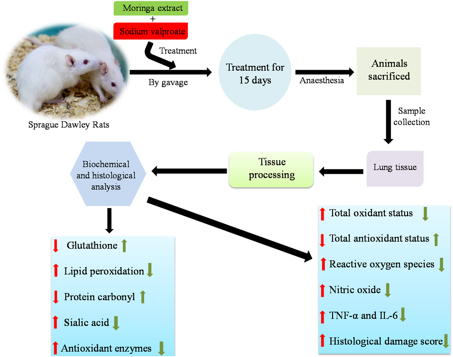 Effects of Moringa oleifera extract on biochemical and histological parameters of sodium valproate induced lungs damage