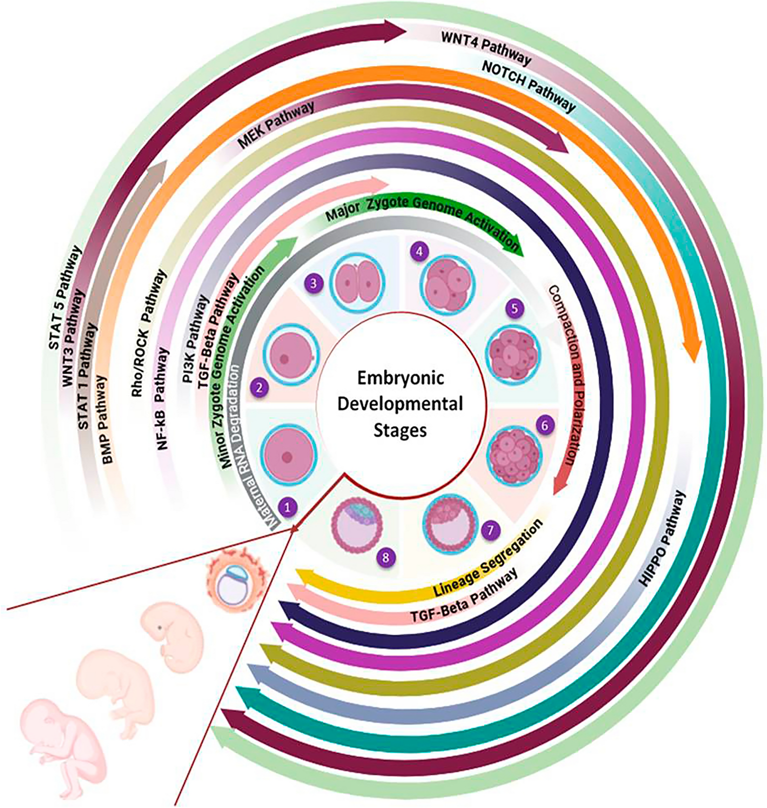 Signaling pathway regulators in preimplantation embryos