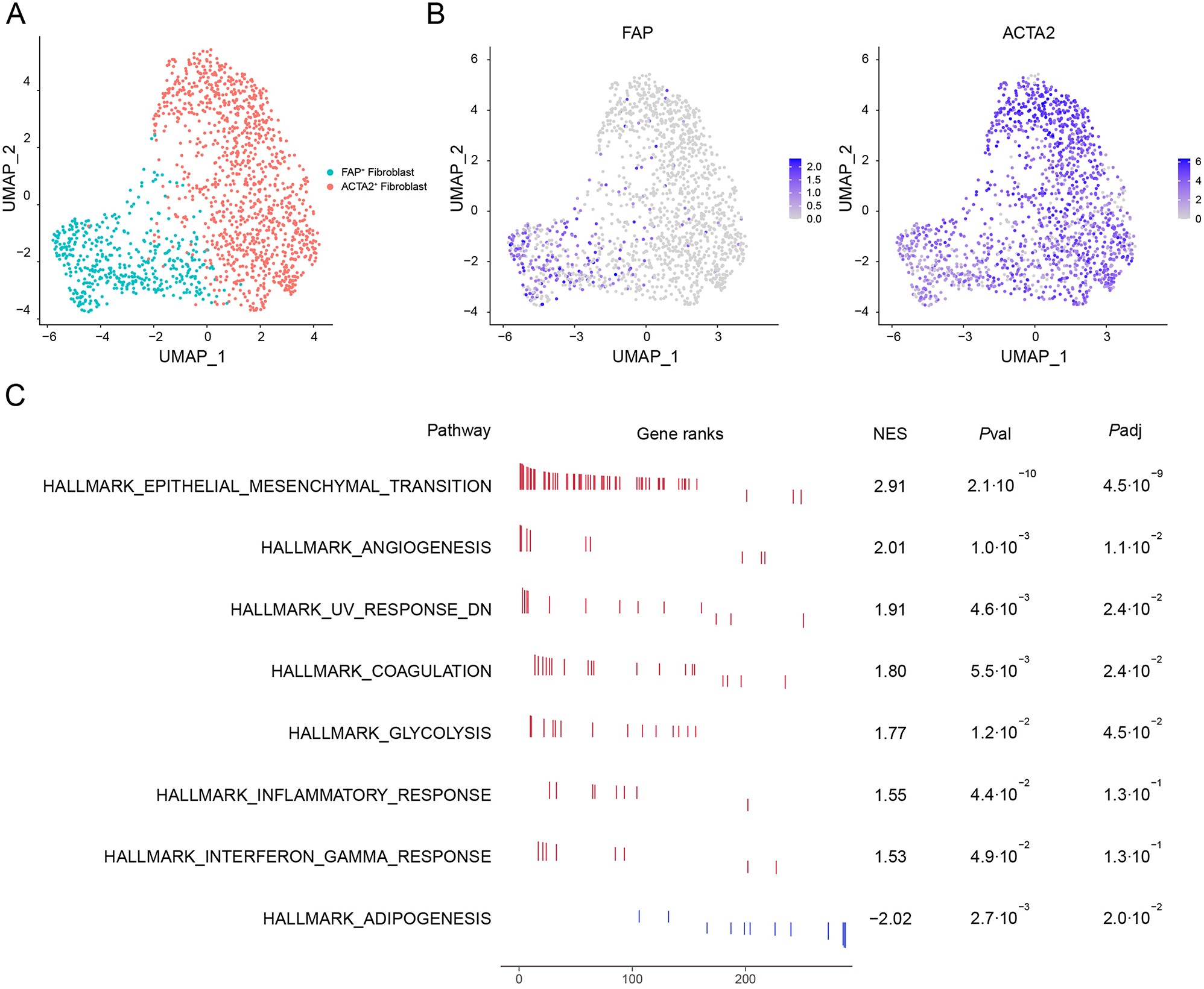 TGF-β signaling orchestrates cancer-associated fibroblasts in the tumor microenvironment of human hepatocellular carcinoma: unveiling insights and clinical significance
