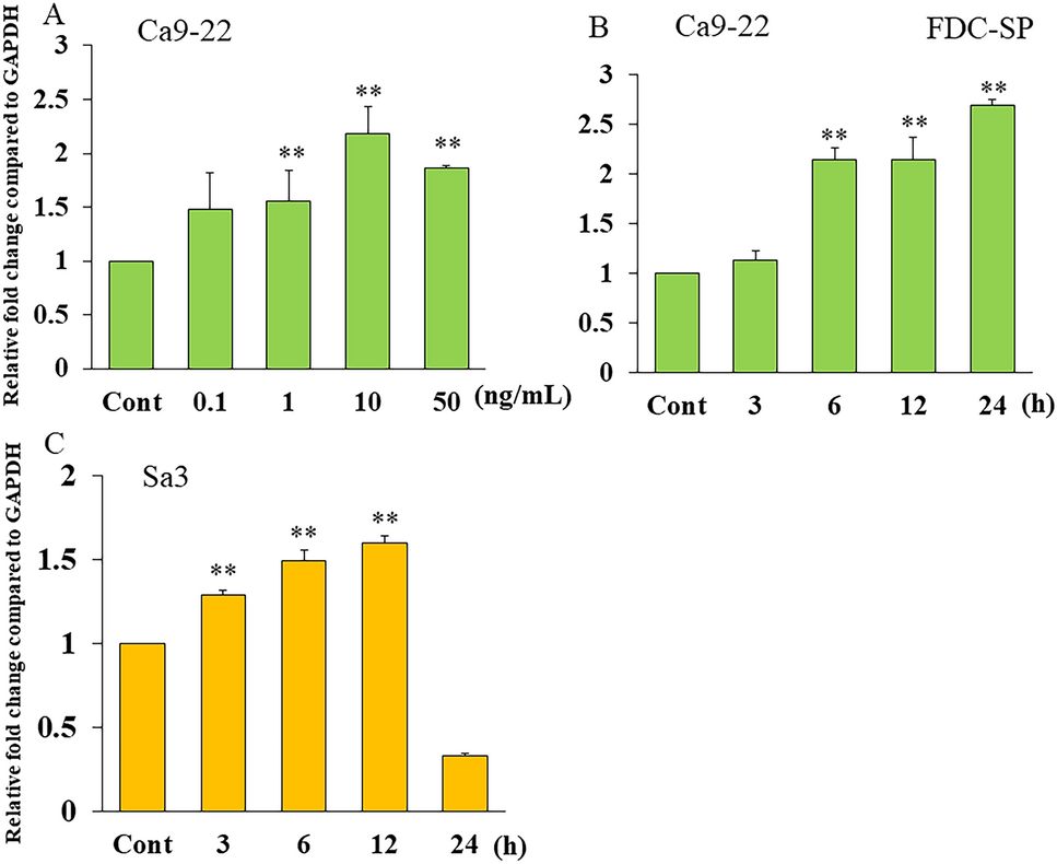 Transcriptional regulation of human follicular dendritic cell-secreted protein gene by interleukin-6