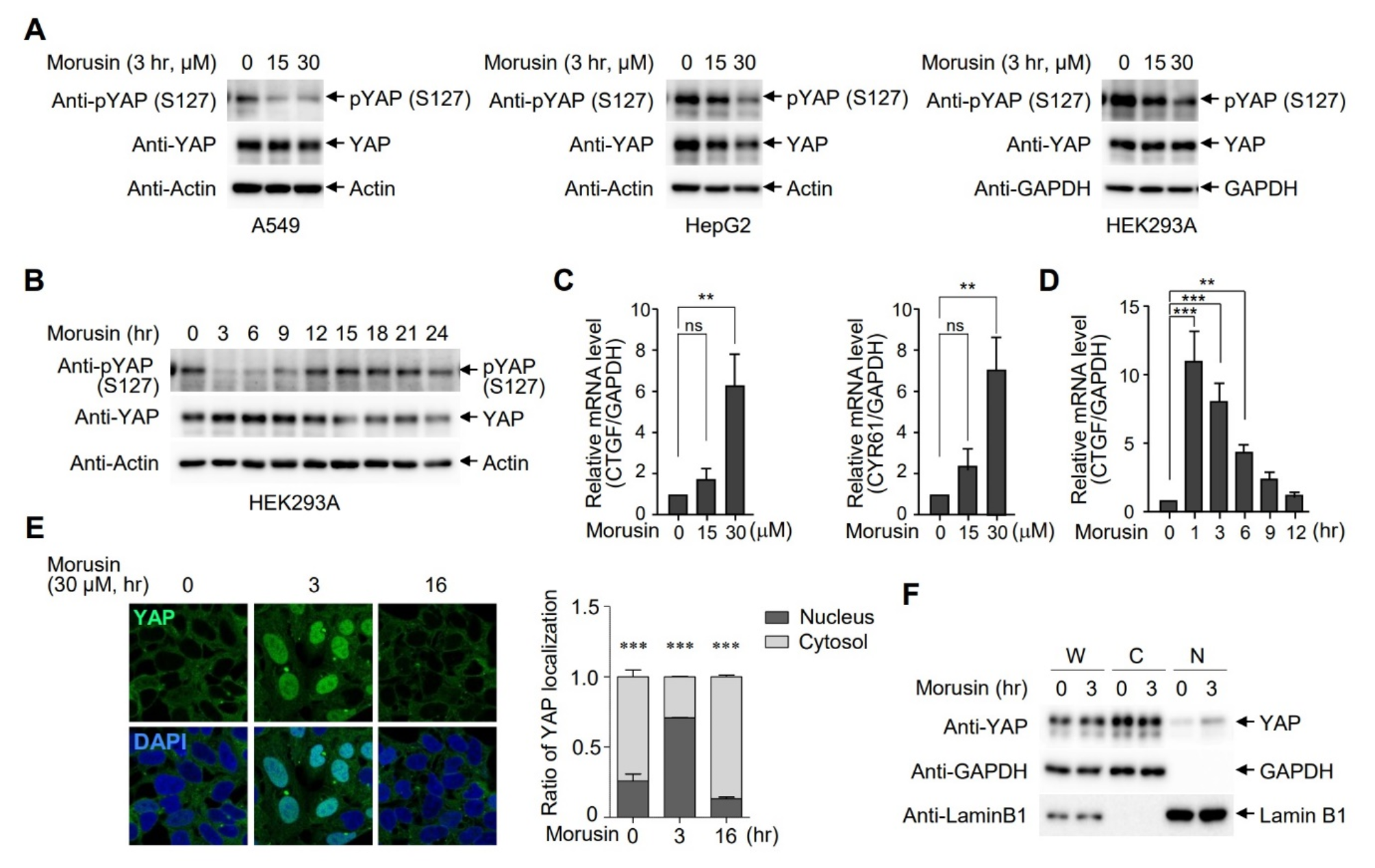 Transient activation of YAP/TAZ confers resistance to morusin-induced apoptosis