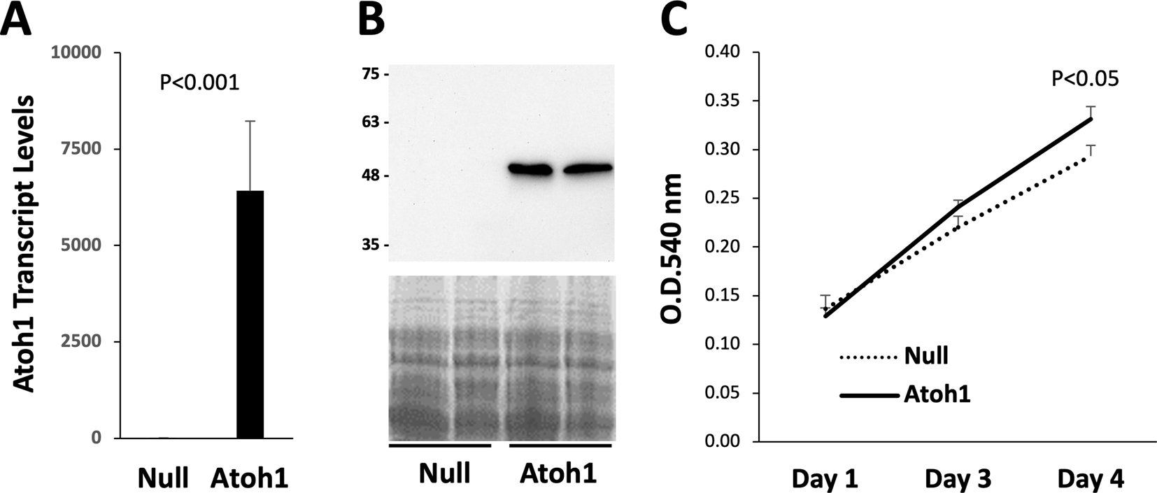 The proneural transcription factor Atoh1 promotes odontogenic differentiation in human dental pulp stem cells (DPSCs)