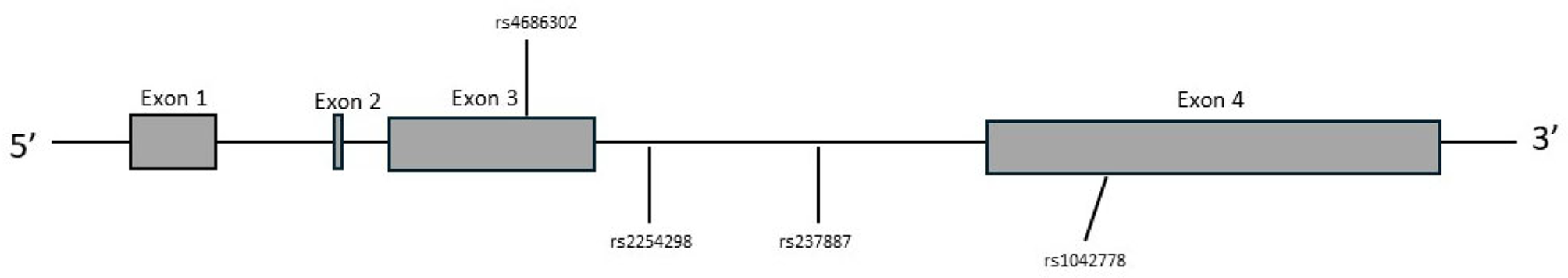 Functional significance of some common oxytocin receptor SNPs involved in complex human traits