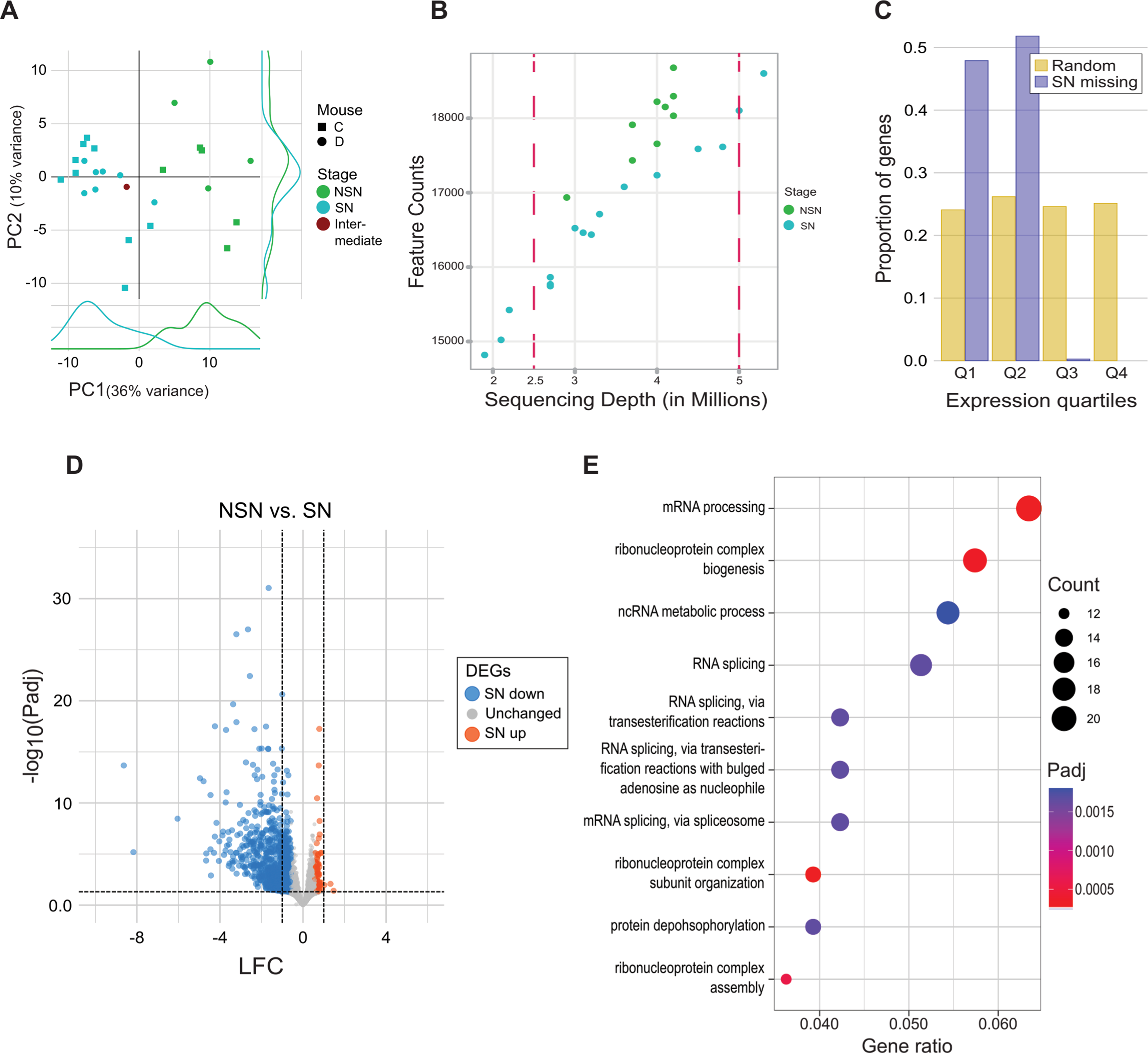Transcriptome and DNA methylation profiling during the NSN to SN transition in mouse oocytes