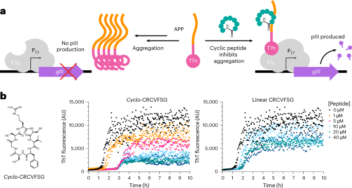 Continuous selection in E. coli to identify cyclic peptide inhibitors of protein aggregation