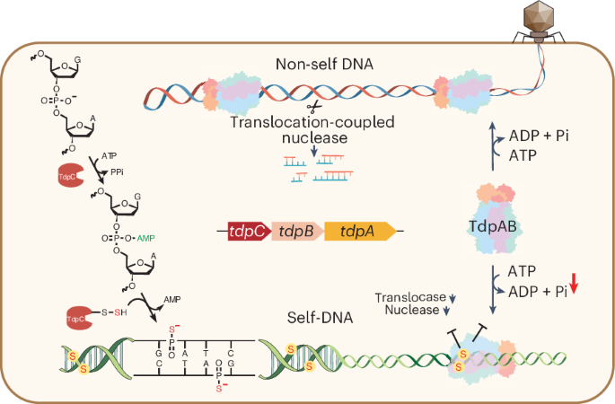 A DNA phosphorothioation pathway via adenylated intermediate modulates Tdp machinery