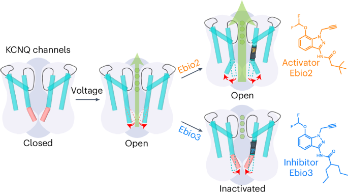 Small molecule inhibits KCNQ channels with a non-blocking mechanism