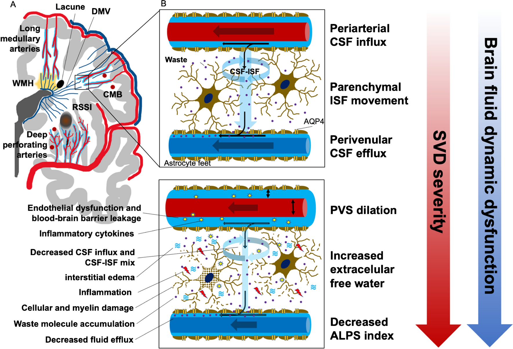 Perivascular and parenchymal brain fluid diffusivity in patients with a recent small subcortical infarct