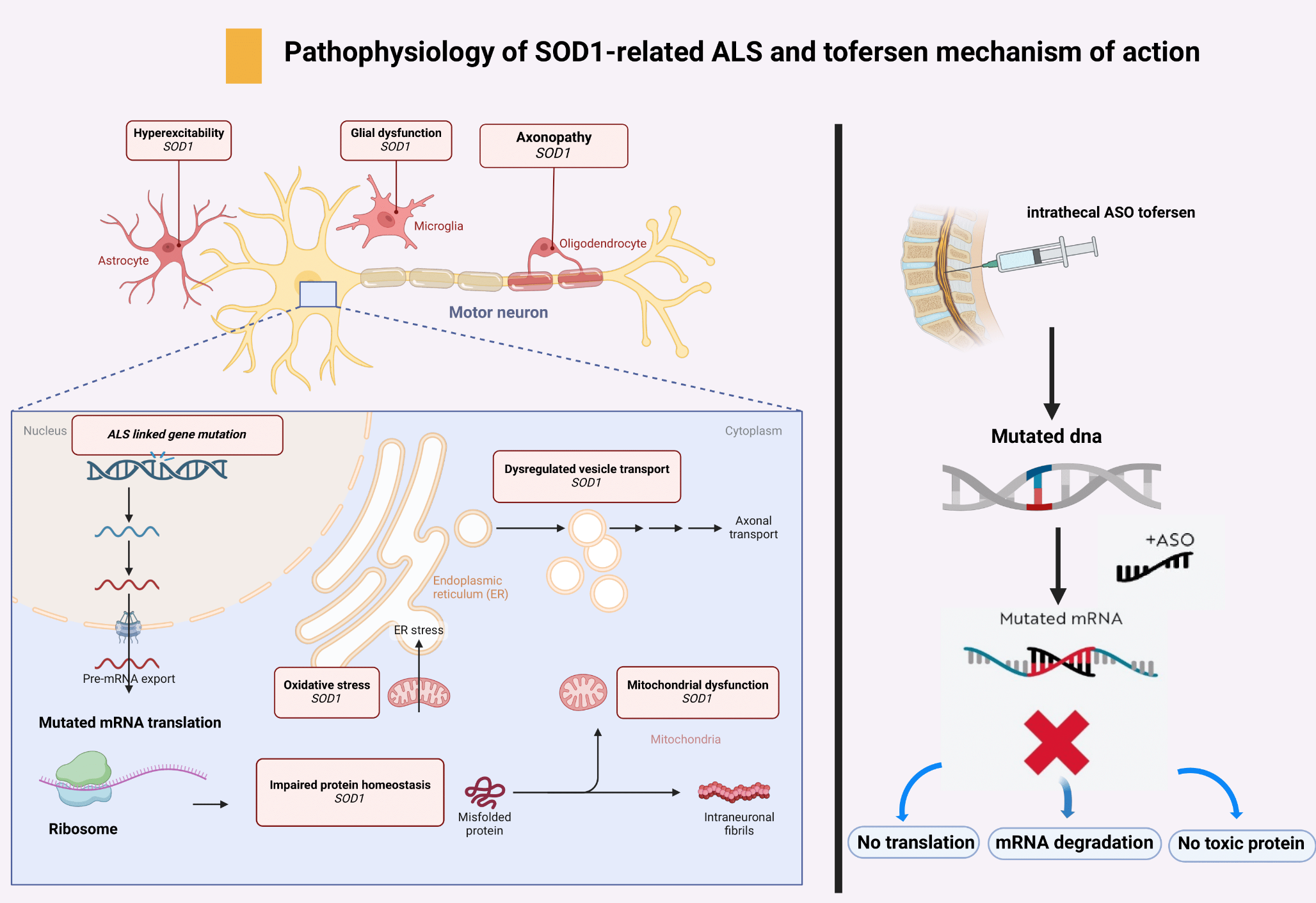 Tofersen for SOD1 amyotrophic lateral sclerosis: a systematic review and meta-analysis