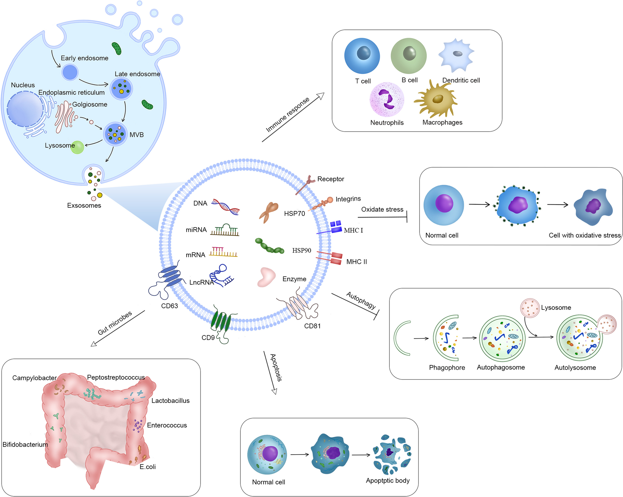 Exosomes in Autoimmune Diseases: A Review of Mechanisms and Diagnostic Applications