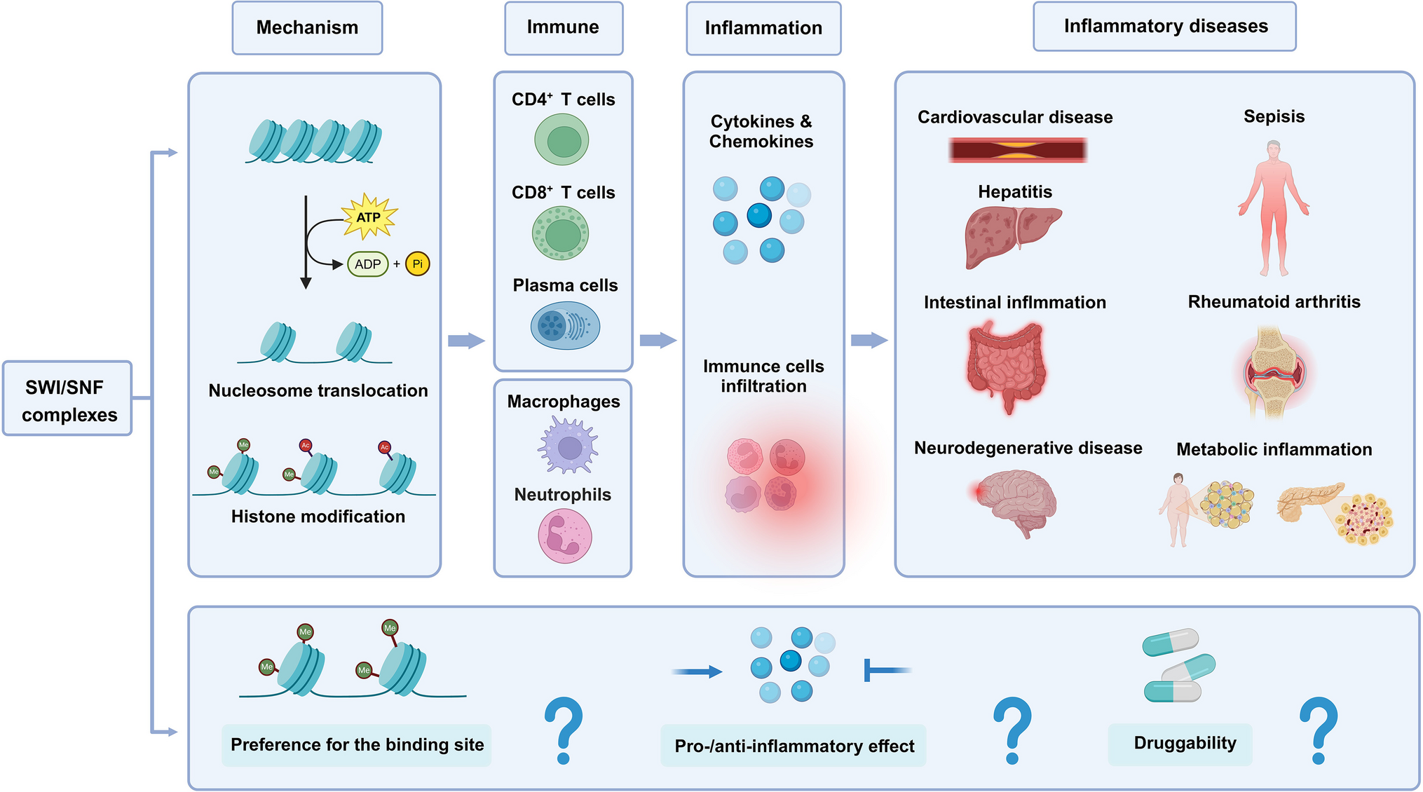 Regulatory Roles of SWI/SNF Chromatin Remodeling Complexes in Immune Response and Inflammatory Diseases