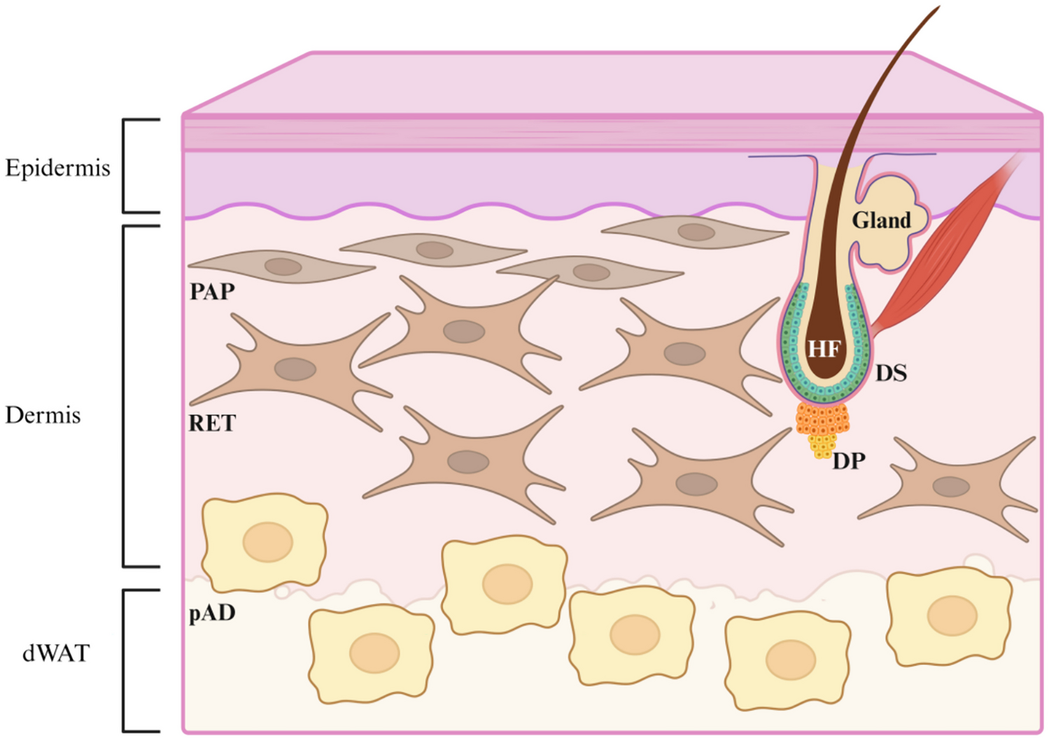 Fibroblast: A Novel Target for Autoimmune and Inflammatory Skin Diseases Therapeutics