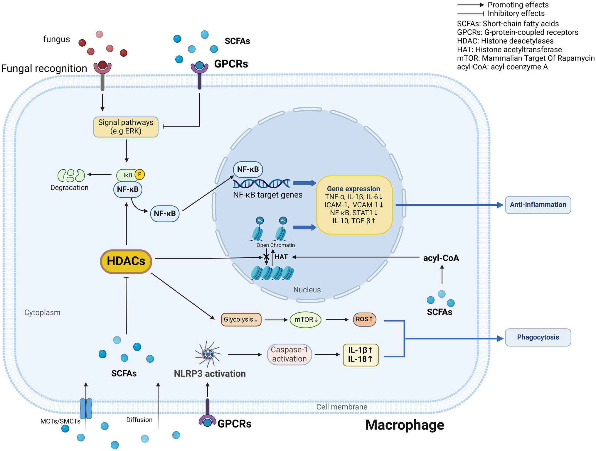 Gut-Derived Short-Chain Fatty Acids and Macrophage Modulation: Exploring Therapeutic Potentials in Pulmonary Fungal Infections