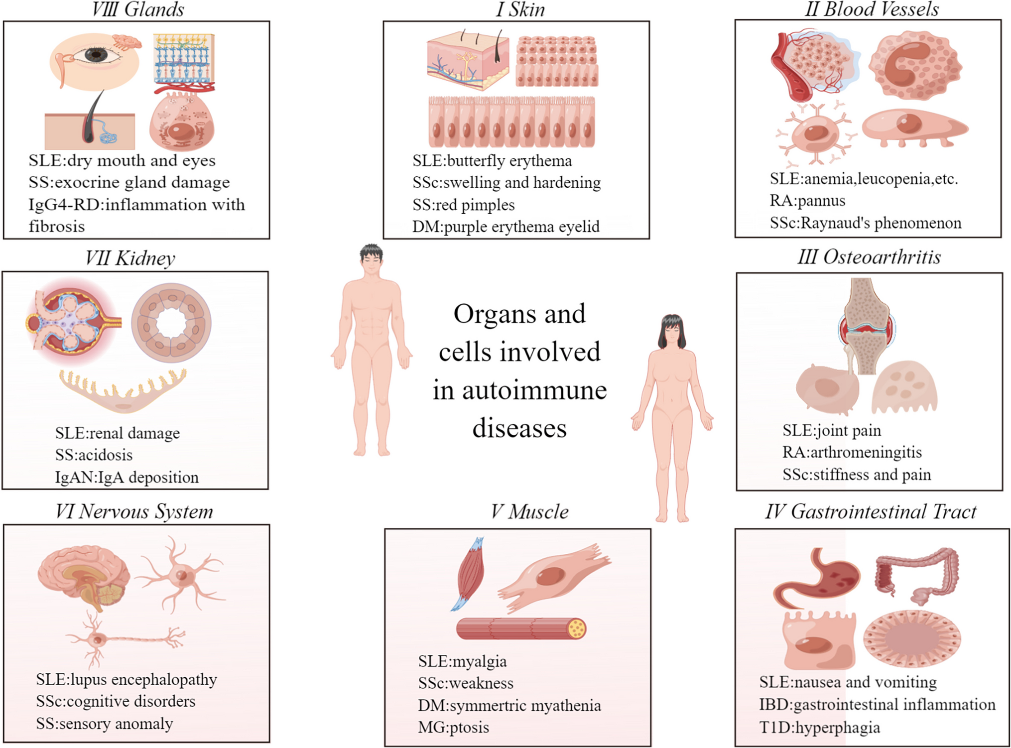 Single-Cell Sequencing: High-Resolution Analysis of Cellular Heterogeneity in Autoimmune Diseases