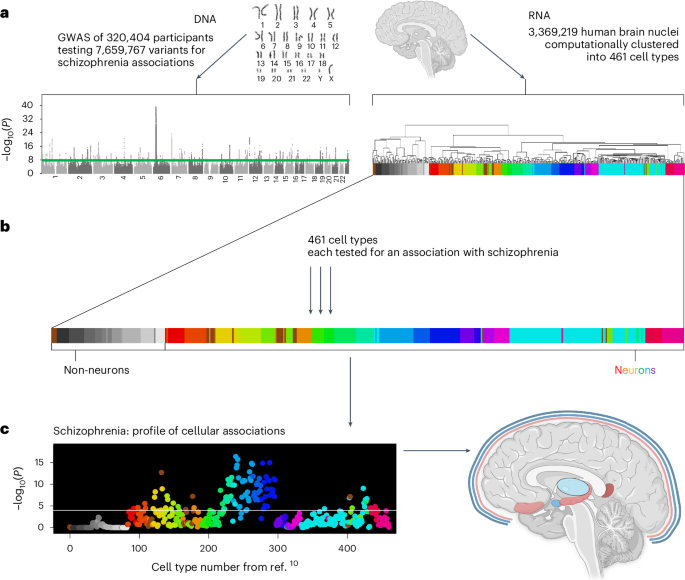 Mapping the cellular etiology of schizophrenia and complex brain phenotypes