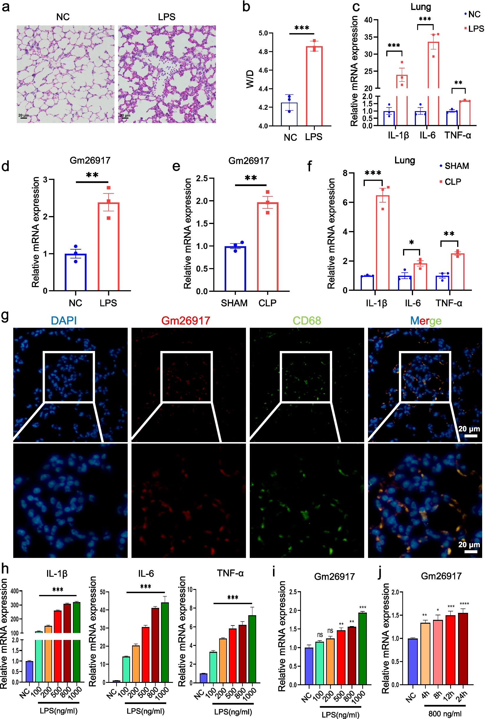 Silencing of lncRNA Gm26917 Attenuates Alveolar Macrophage-mediated Inflammatory Response in LPS-induced Acute Lung Injury Via Inhibiting NKRF Ubiquitination