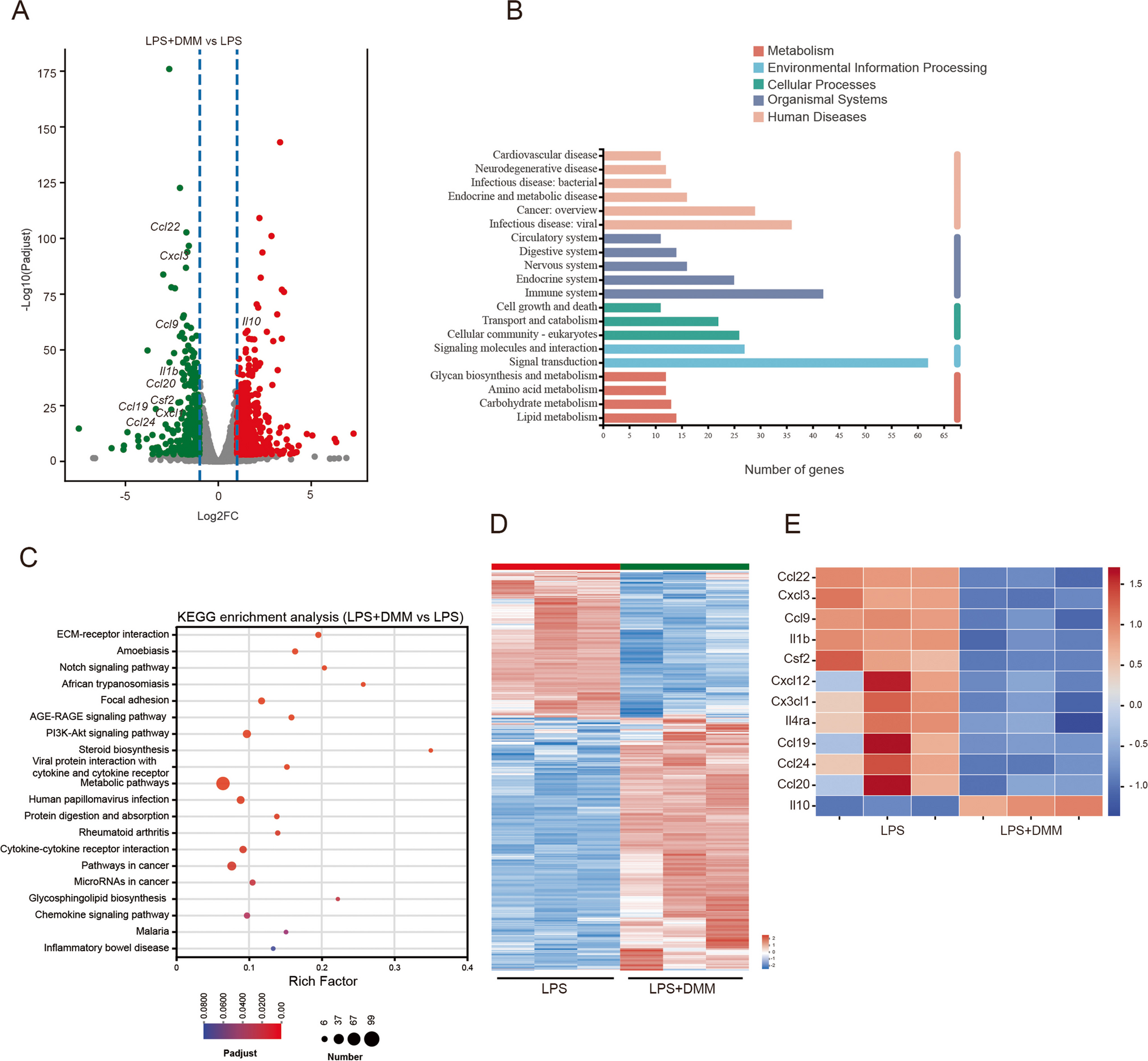 Inhibition of Mitochondrial Succinate Dehydrogenase with Dimethyl Malonate Promotes M2 Macrophage Polarization by Enhancing STAT6 Activation