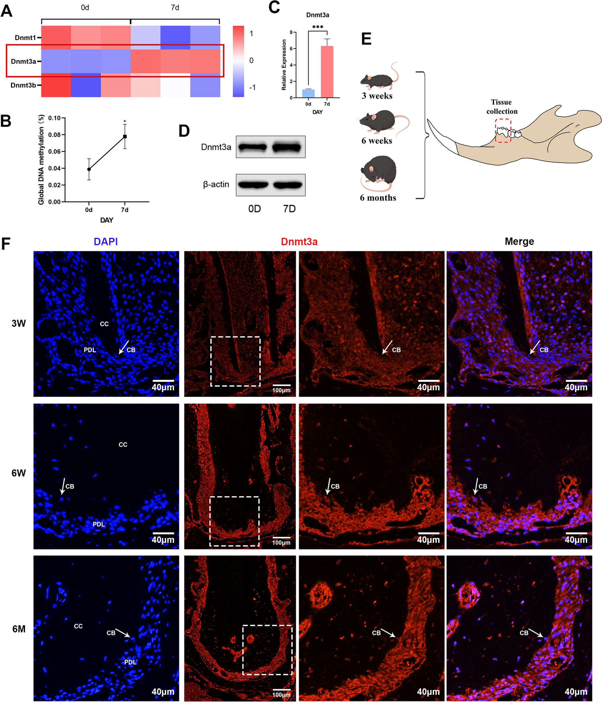 Dnmt3a-mediated DNA Methylation Regulates P. gingivalis-suppressed Cementoblast Mineralization Partially Via Mitochondria-dependent Apoptosis Pathway