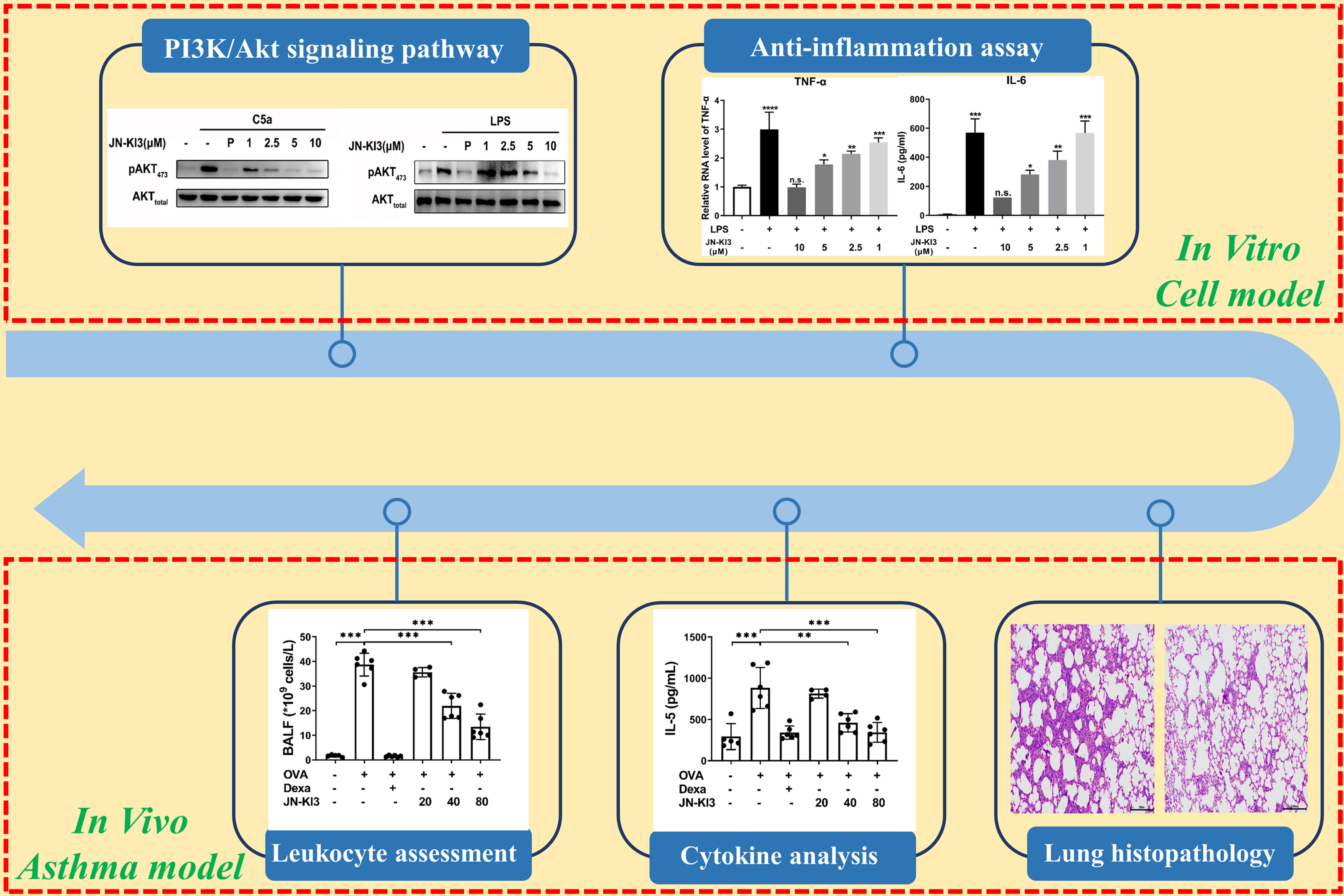 Evaluating the Anti-inflammatory Potential of JN-KI3: The Therapeutic Role of PI3Kγ-Selective Inhibitors in Asthma Treatment