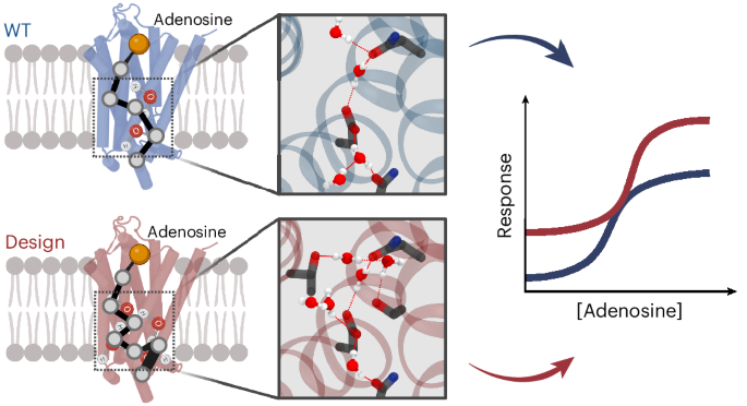 Computational design of highly signalling-active membrane receptors through solvent-mediated allosteric networks