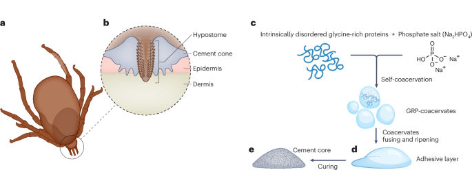 Coacervating proteins stick like a tick