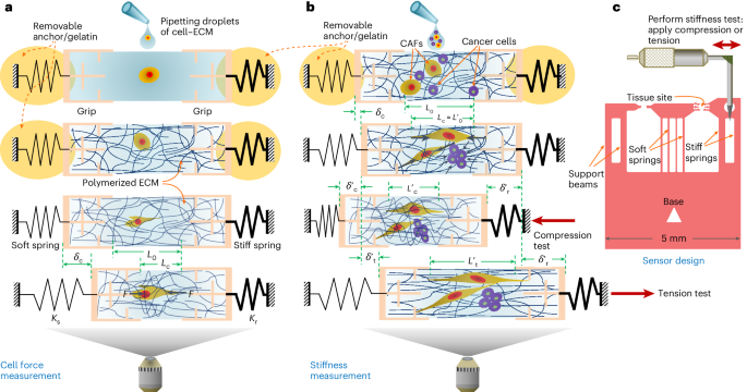 A multifunctional sensor for cell traction force, matrix remodeling and biomechanical assays in self-assembled 3D tissues in vitro