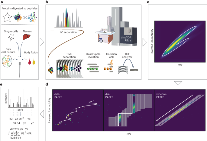 An accessible workflow for high-sensitivity proteomics using parallel accumulation–serial fragmentation (PASEF)