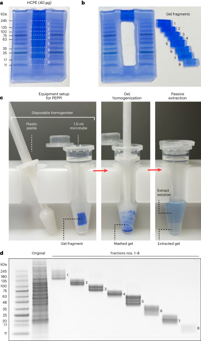 PEPPI-MS: gel-based sample pre-fractionation for deep top-down and middle-down proteomics