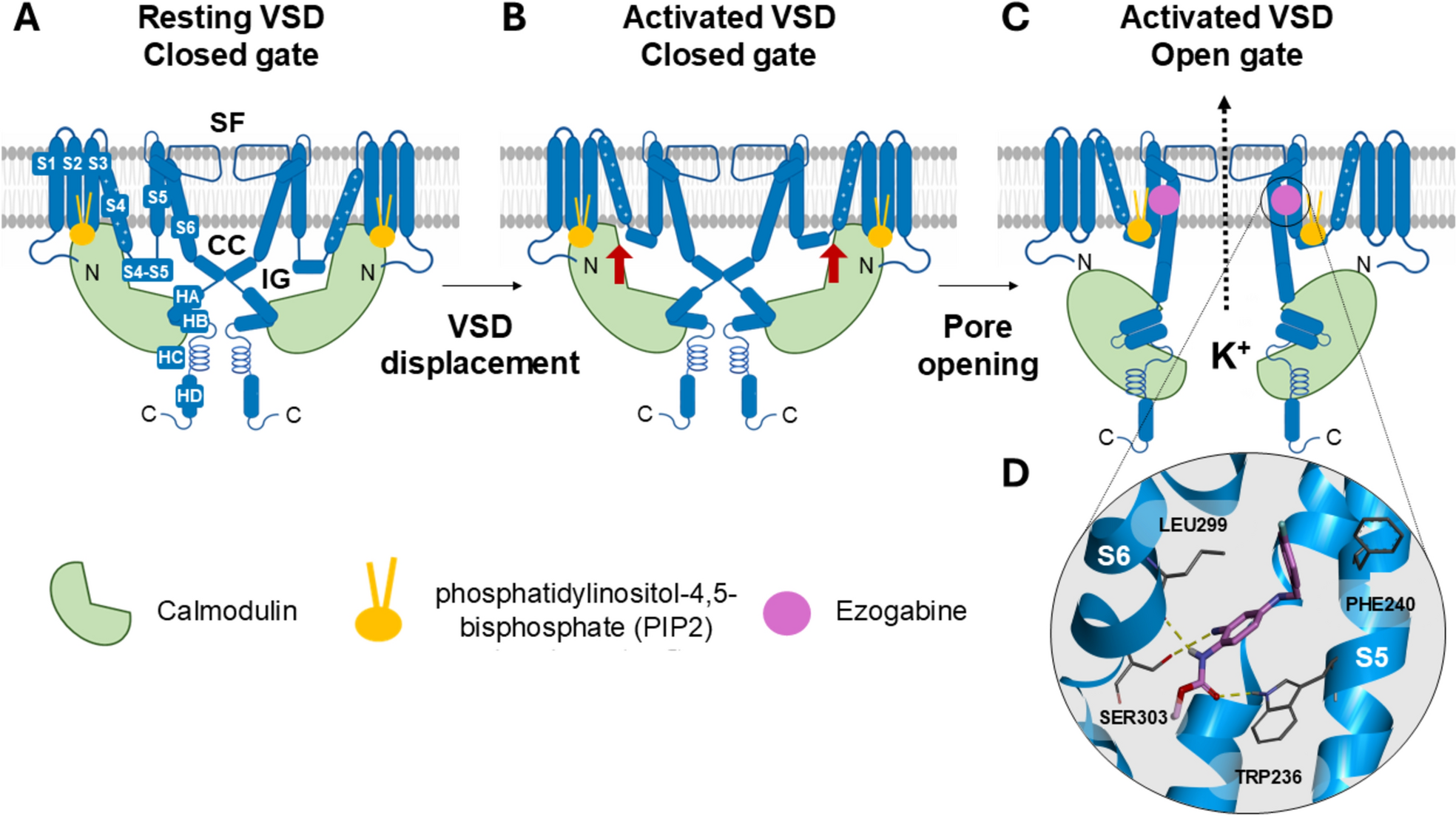 Targeting Kv7 Potassium Channels for Epilepsy