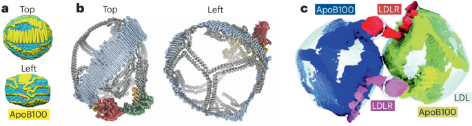 The molecular structure of LDL has finally been elucidated