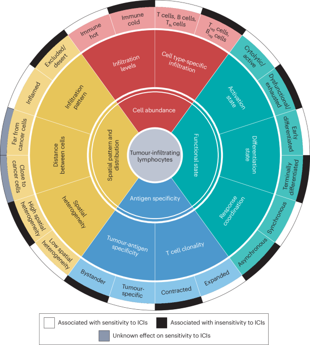 Biological and clinical significance of tumour-infiltrating lymphocytes in the era of immunotherapy: a multidimensional approach