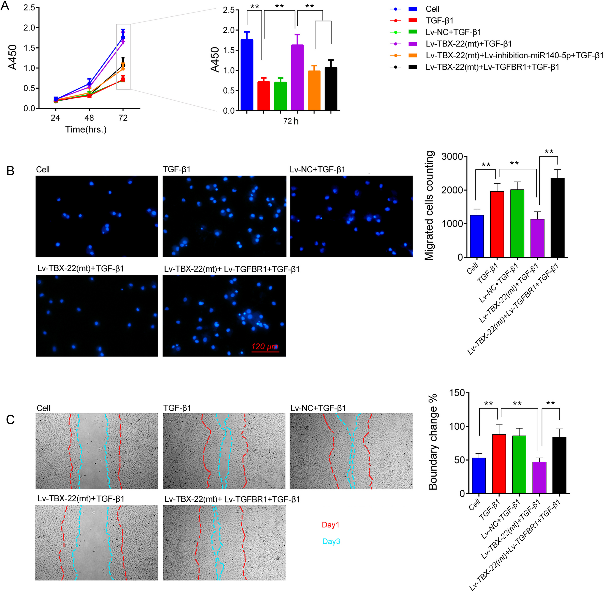 Impact and mechanism of the TBX-22 gene mutation G874A on the epithelial-mesenchymal transition in medial edge epithelial cells