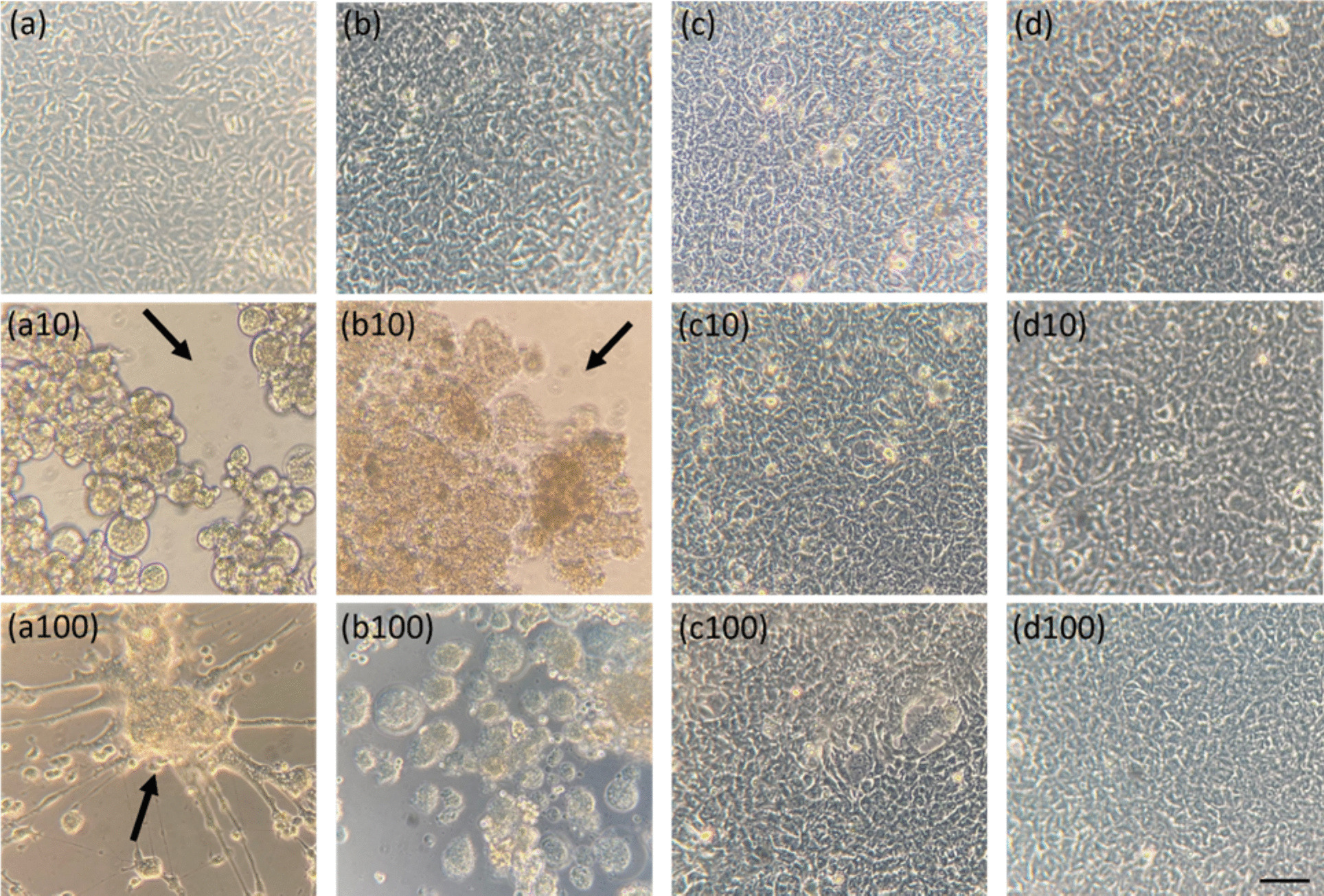 Efficacy determination of a disinfectant against channel catfish virus by in vitro and in vivo methods