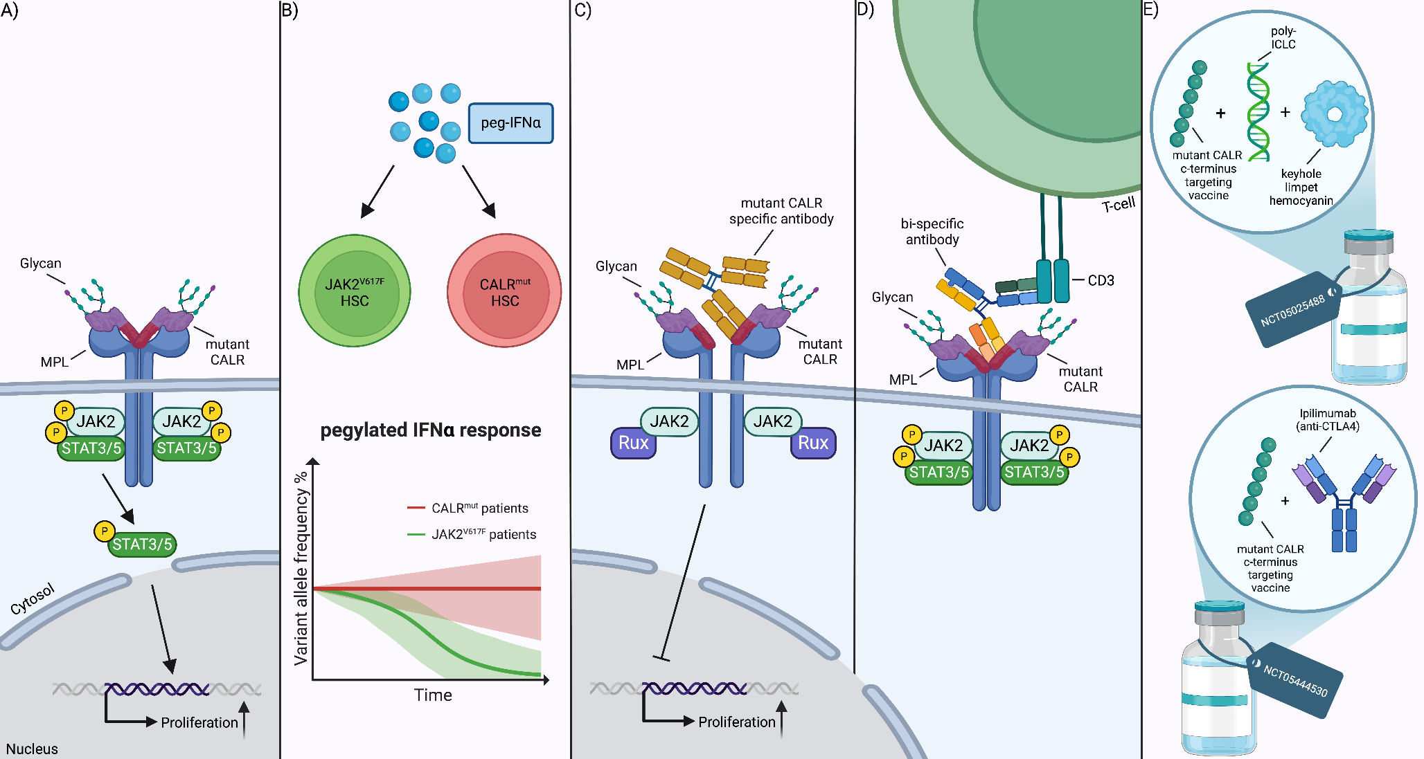 Mutant Calreticulin in MPN: Mechanistic Insights and Therapeutic Implications