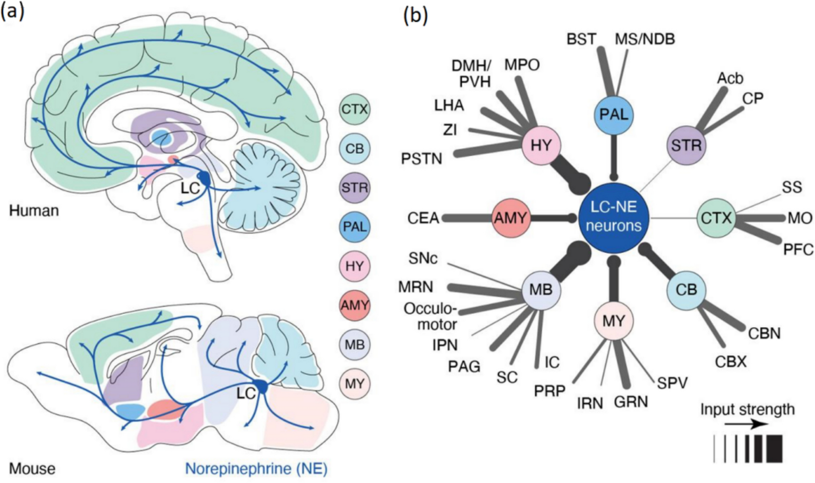 Unraveling the functional complexity of the locus coeruleus-norepinephrine system: insights from molecular anatomy to neurodynamic modeling
