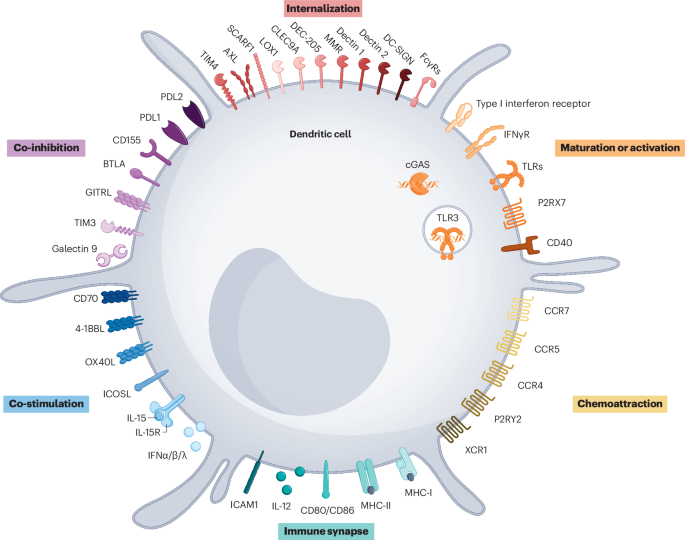 Cross-priming in cancer immunology and immunotherapy