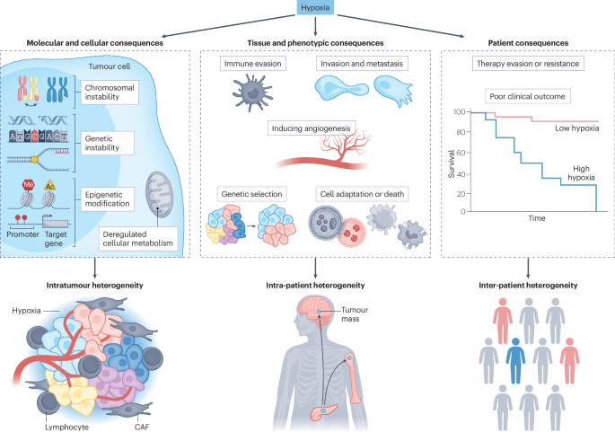 Tumour hypoxia in driving genomic instability and tumour evolution