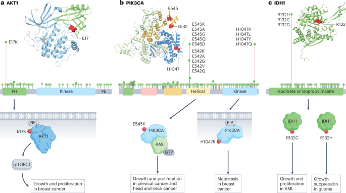 Decoding the functional impact of the cancer genome through protein–protein interactions