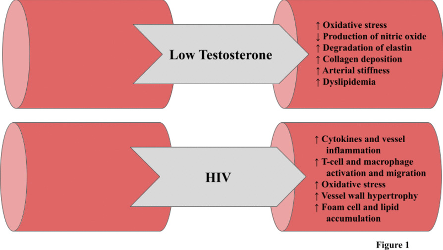 Title: Updates on Testosterone Deficiency in Men Living With HIV and the Cardiovascular Implications