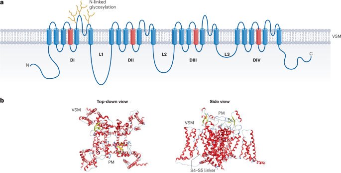 Voltage-gated sodium channels in excitable cells as drug targets