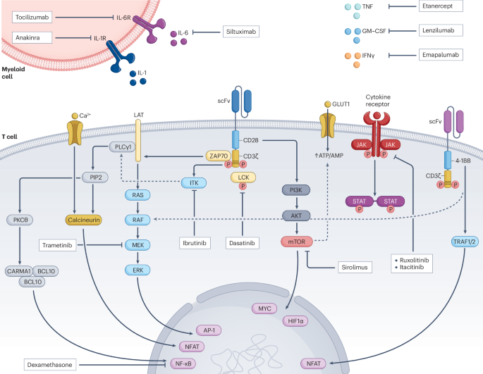 Novel strategies to manage CAR-T cell toxicity