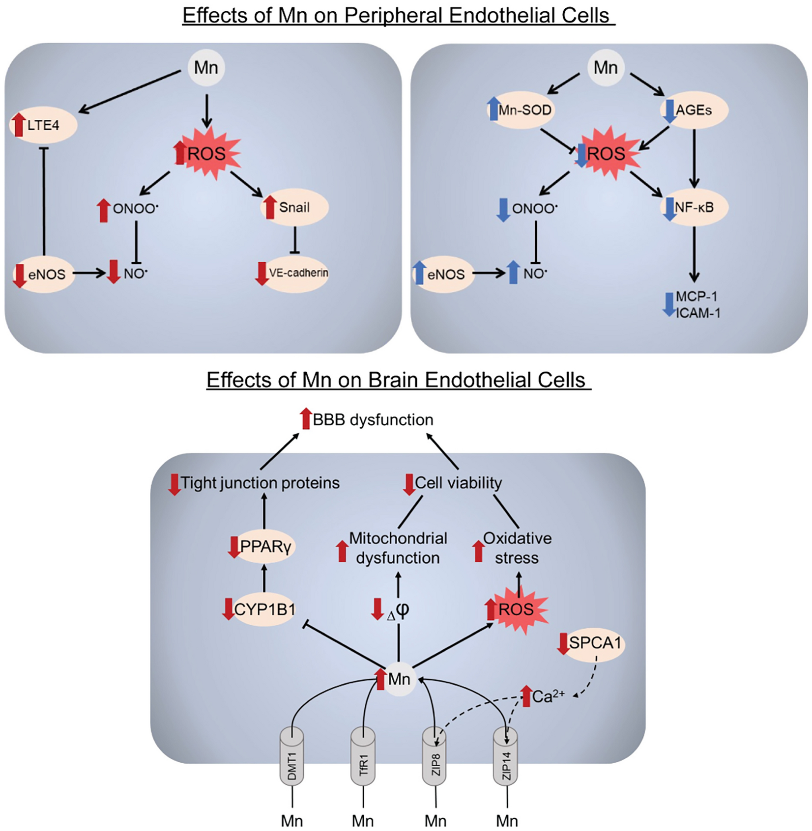 The impact of manganese on vascular endothelium