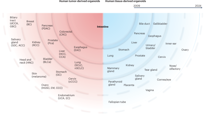 Clinical applications of human organoids