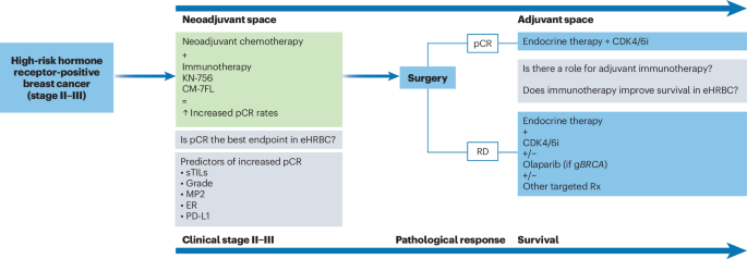 Immunotherapy boosts responses in hormone receptor-positive breast cancers