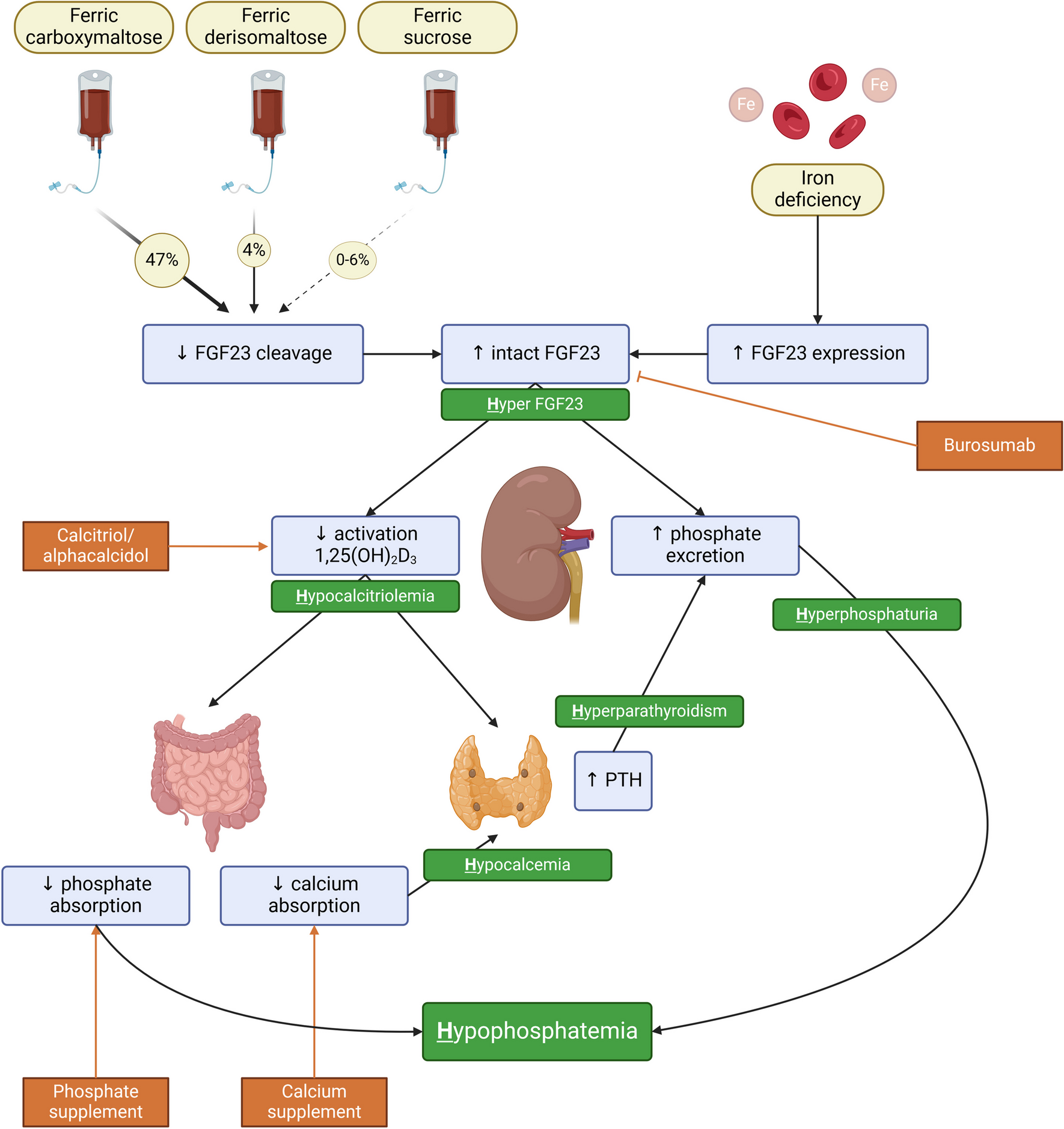 No longer to be ignored: Hypophosphatemia following intravenous iron administration