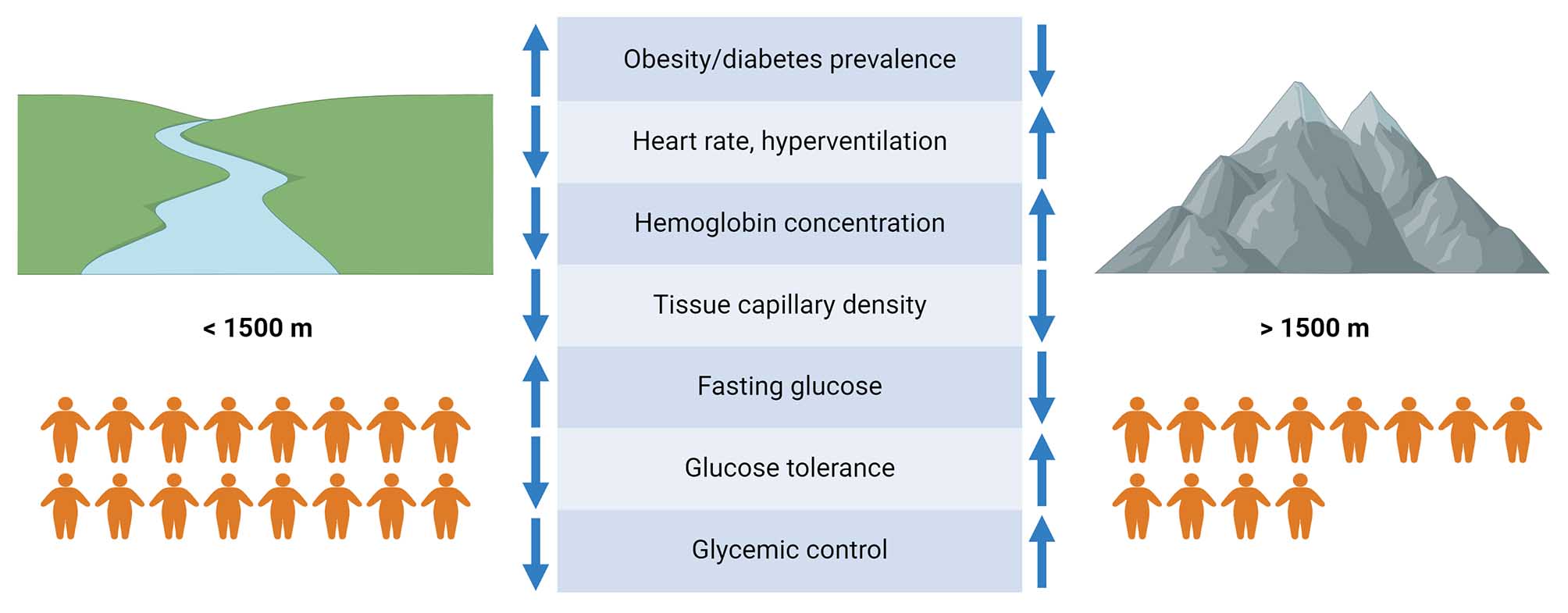 The role of tissue oxygenation in obesity-related cardiometabolic complications